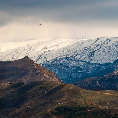 Paragliders